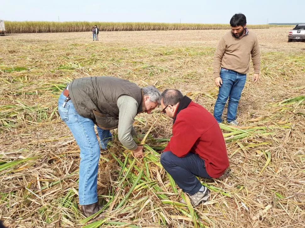 TÁCTICA. Los técnicos trabajan en una estrategia, que permita al productor acceder a los benéficos de no quemar. FOTO INTA FAMAILLÁ