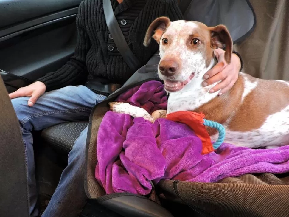 EN AUTO. Un perro viaja sobre el asiento; en Tucumán es difícil conseguir un taxi para trasladar una mascota. 
