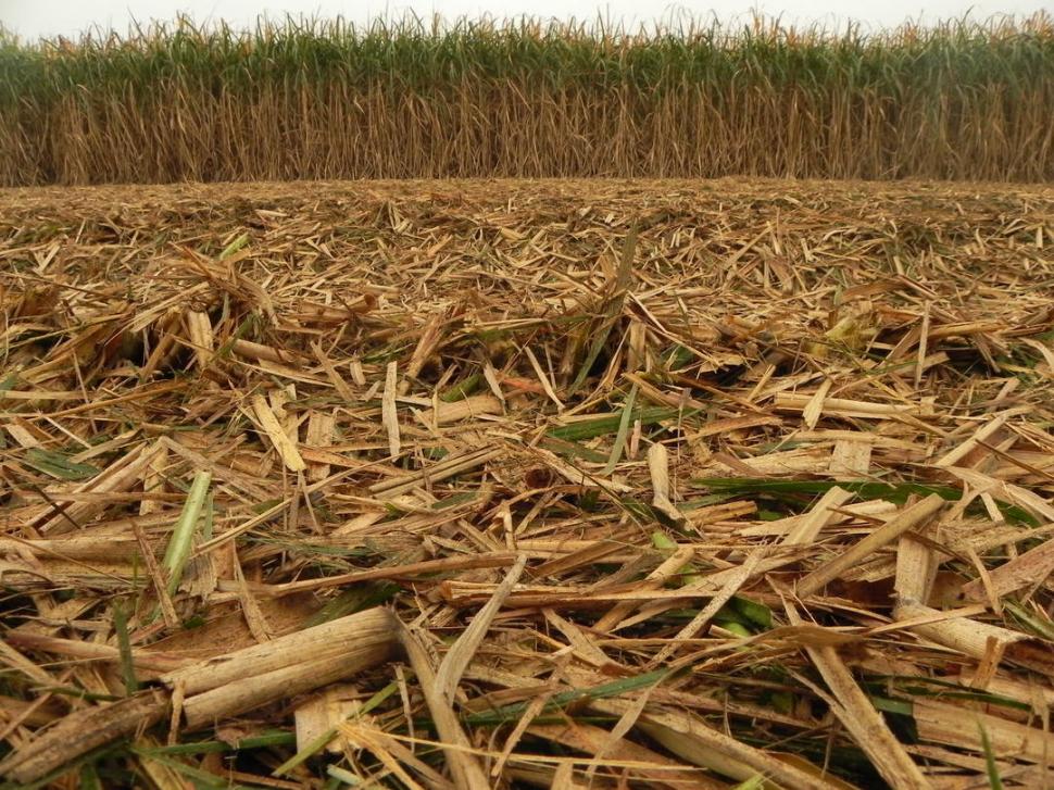 POR LOS CAMPOS. Evitar la quema de caña en pie debe ser un compromiso de los productores y propietarios. GENTILEZA EEAOC