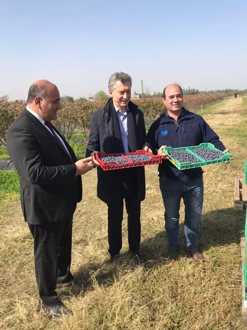 FRUTOS. Manzur y Macri observan la producción con personal de KingBerry. Gentileza Apratuc 