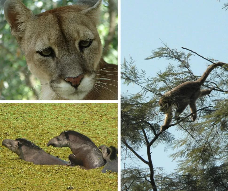 A SALVO DE LA EXTINCIÓN. Monos, tapires y pumas pasan sus días en los montes protegidos por la Universidad 