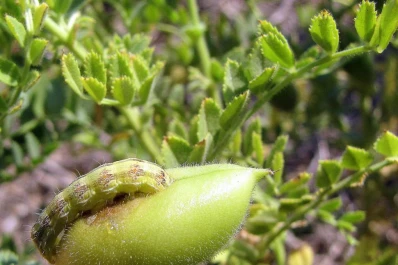 Recomendaciones contra el ataque de la “oruga bolillera” al garbanzo