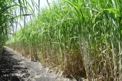 La fertilización nitrogenada resulta fundamental para obtener cañaverales de altos rendimientos