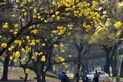 Los lapachos, más parecidos que nunca al Jardín de la República