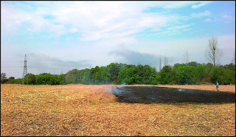 AMBIENTE. Prevenir la quema de los rastrojos de caña hace que sea menor la emisión de carbono a la atmósfera. 