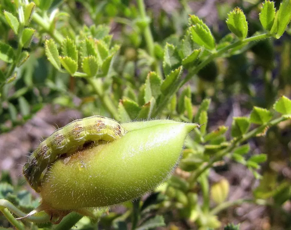 CONTROLES. Este insecto está muy arraigado al cultivo y produce graves daños en rendimiento y calidad, por lo que el productor debe estar muy atento. 