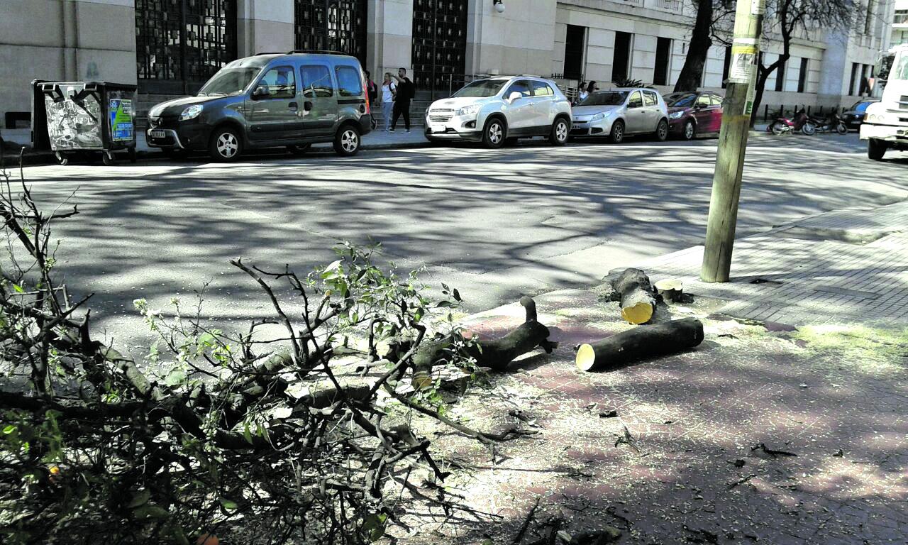 Un árbol cayó sobre dos motos y una camioneta en Las Termas