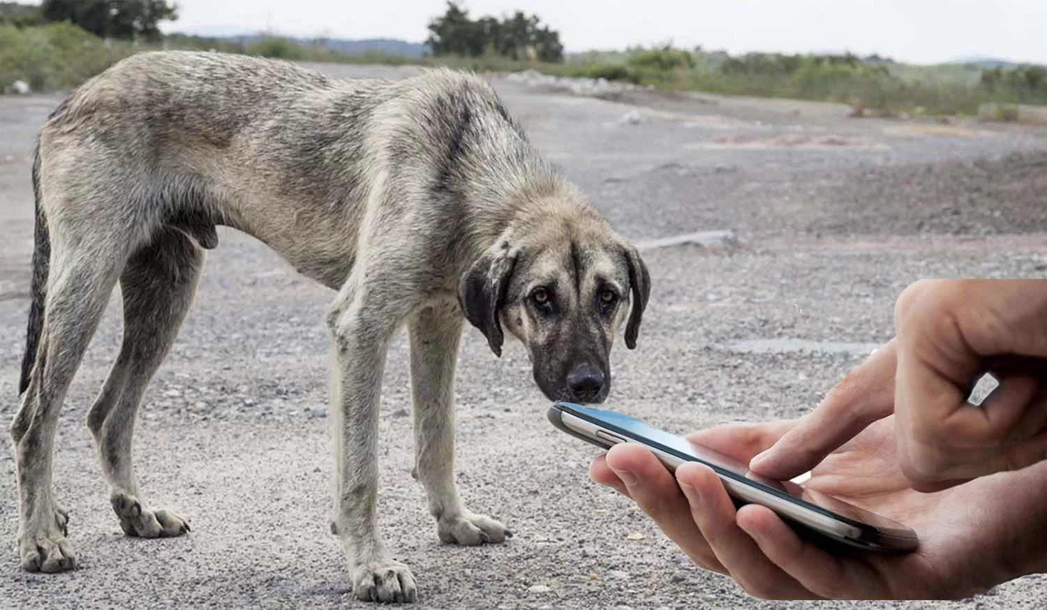 MALTRATO ANIMAL. Paso a paso como realizar la denuncia ante un hecho de esta caraceterística