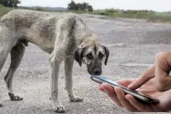 Maltrato animal: ¿cómo denunciarlo?