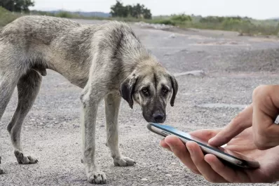 Maltrato animal: ¿cómo denunciarlo?