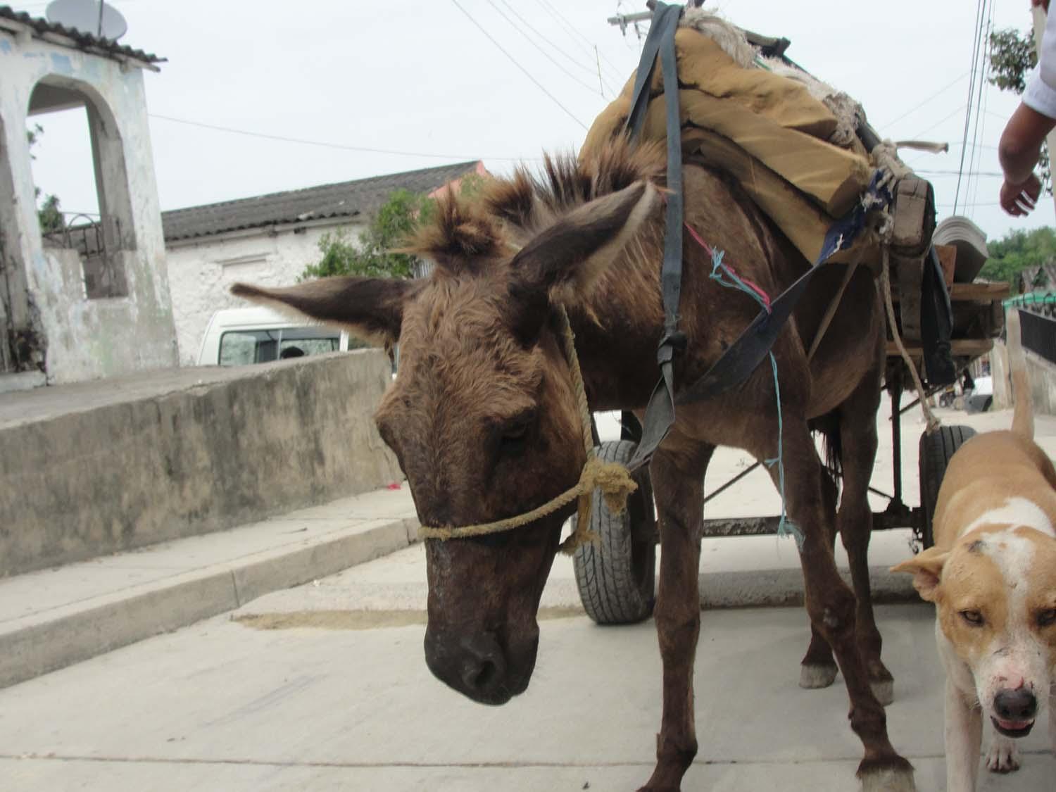 Maltrato animal: ¿cómo denunciarlo?