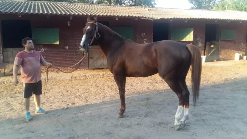 YA ESTÁ EN TUCUMÁN. Gallileo’s Town, que representa al turf sanjuanino, está listo para competir en el Gran Premio del lunes. LA GACETA / FOTO DE CARLOS GUSTAVO CHIRINO