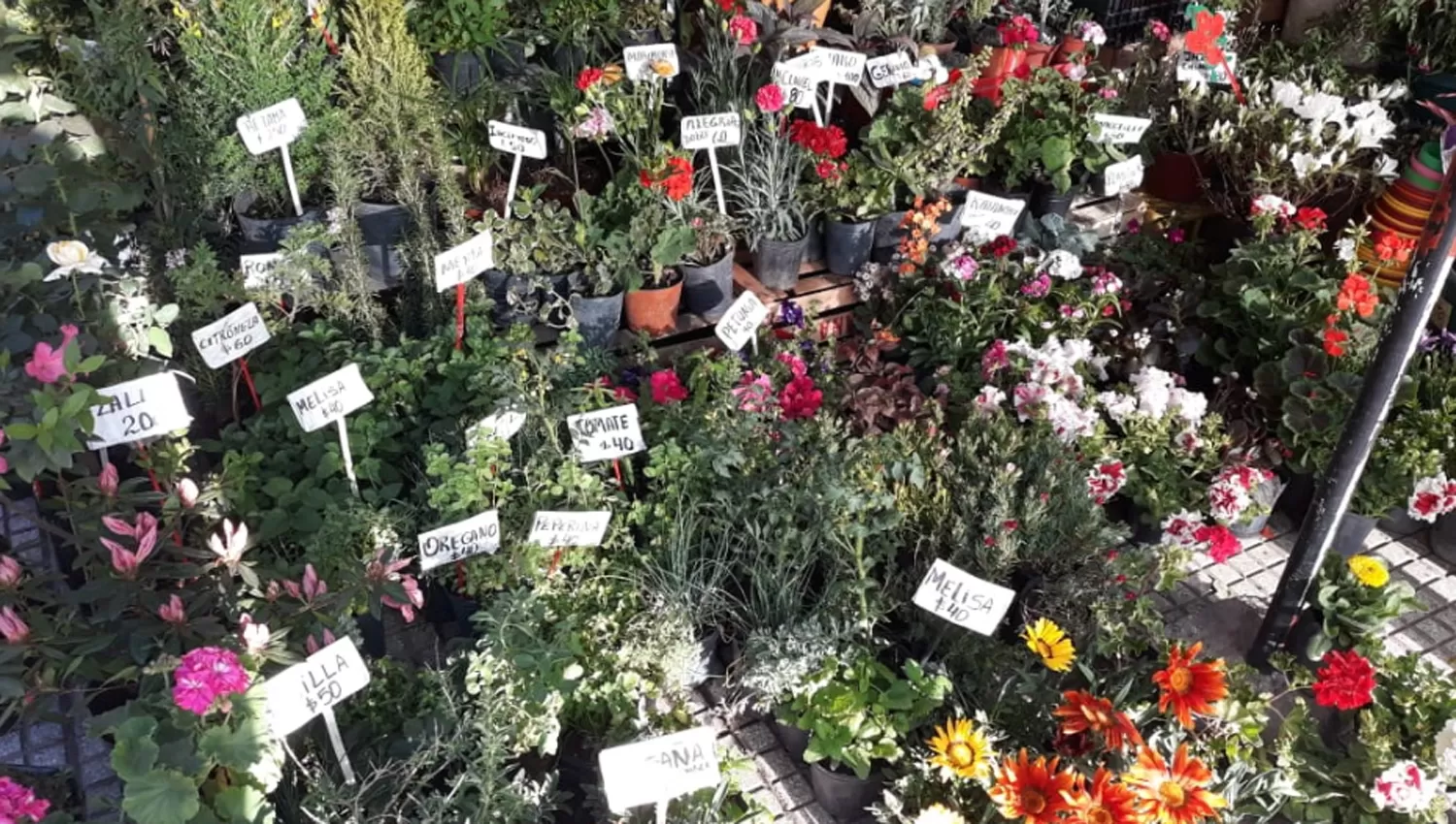 Qué flores conviene plantar en primavera y cómo cuidarlas para que duren