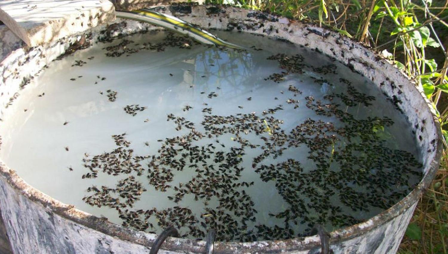 El Mollar soporta una invasión de moscas por la basura acumulada