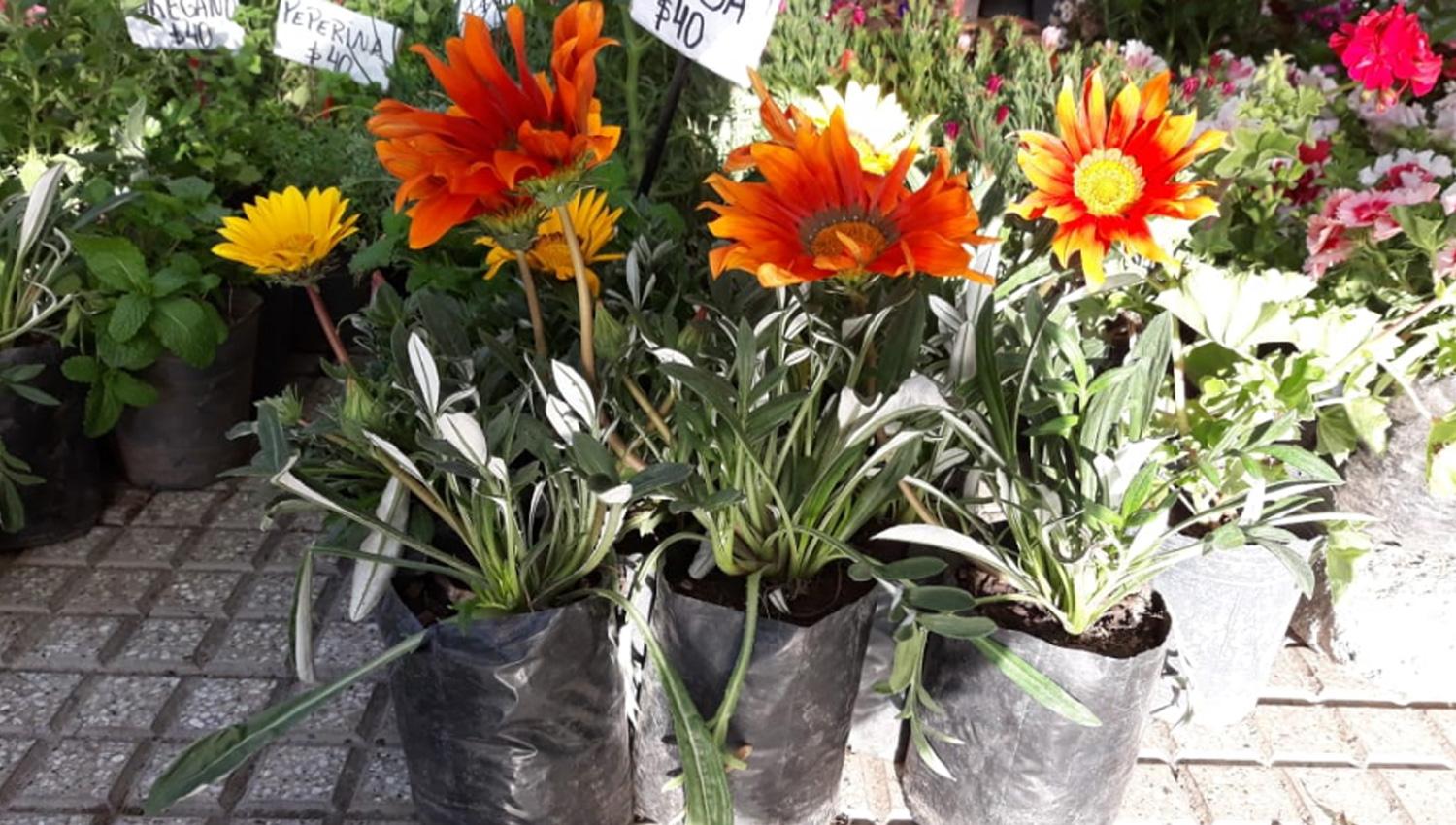 Qué flores conviene plantar en primavera y cómo cuidarlas para que duren