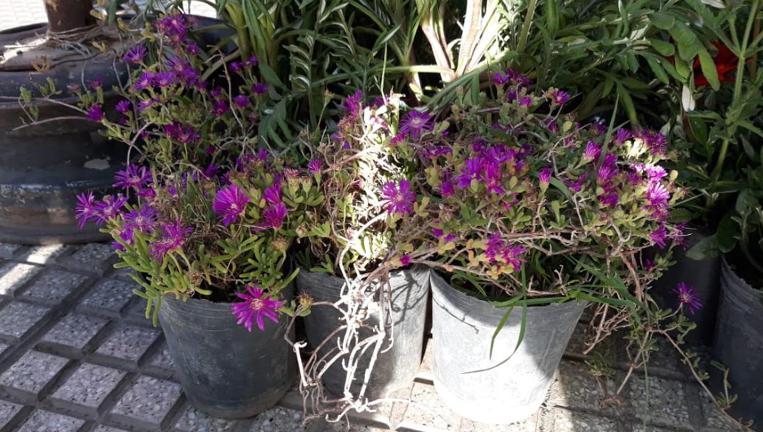 Qué flores conviene plantar en primavera y cómo cuidarlas para que duren