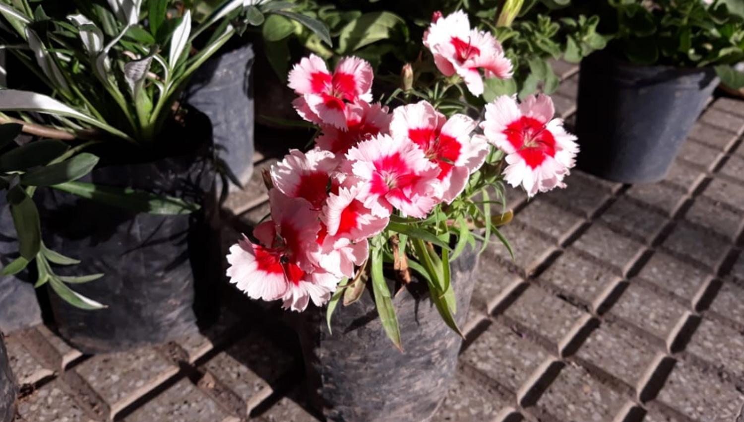 Qué flores conviene plantar en primavera y cómo cuidarlas para que duren