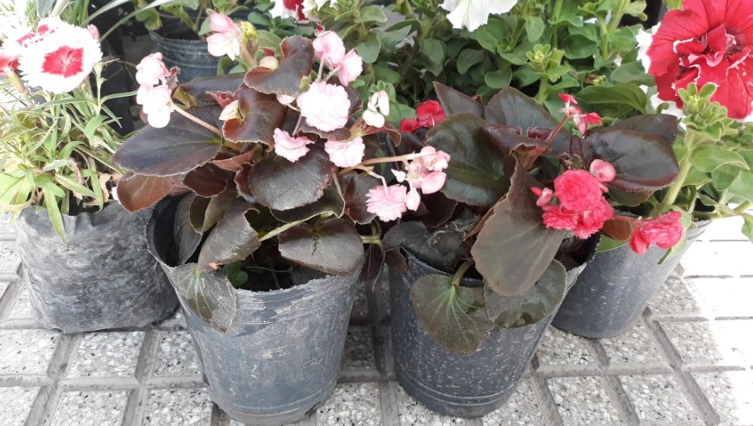 Qué flores conviene plantar en primavera y cómo cuidarlas para que duren