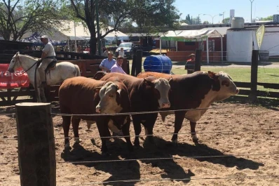 El campo muestra su potencial en poca superficie
