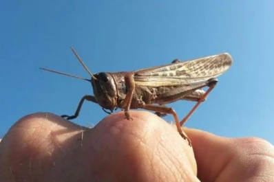 Vigilan de cerca a las langostas y las tucuras