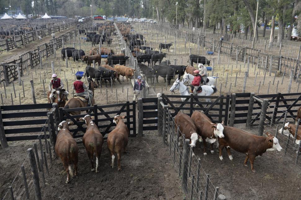 LOS CORRALES. Excelentes ejemplares de las razas Braford, Brangus y Brahman colmaron las instalaciones. PRENSA PUKEN