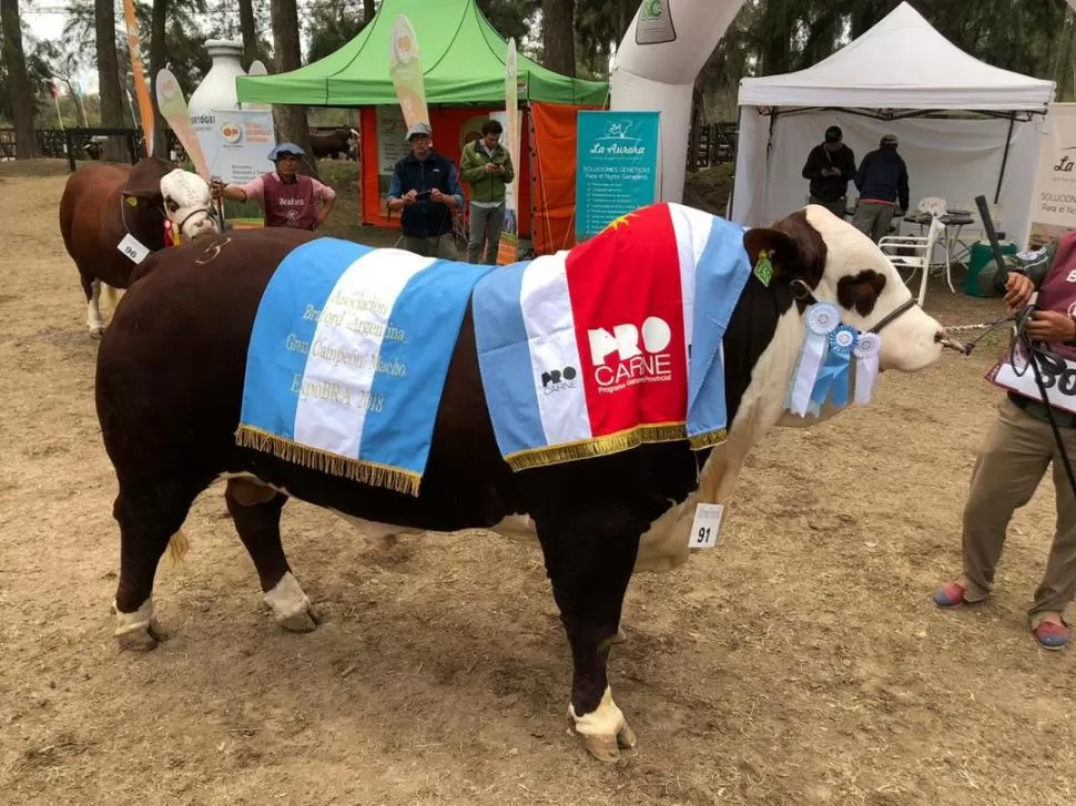 EL CAMPEÓN. Un “torazo” presentó la familia Carbajal en la muestra desarrollada en Santiago del Estero. CABAÑA SAN VICENTE