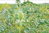 El clima provocó que los campos con garbanzo muestren desarrollos muy irregulares