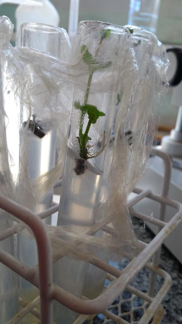 EN ESTUDIO. Las plantas de las altas cumbres ya en el laboratorio.