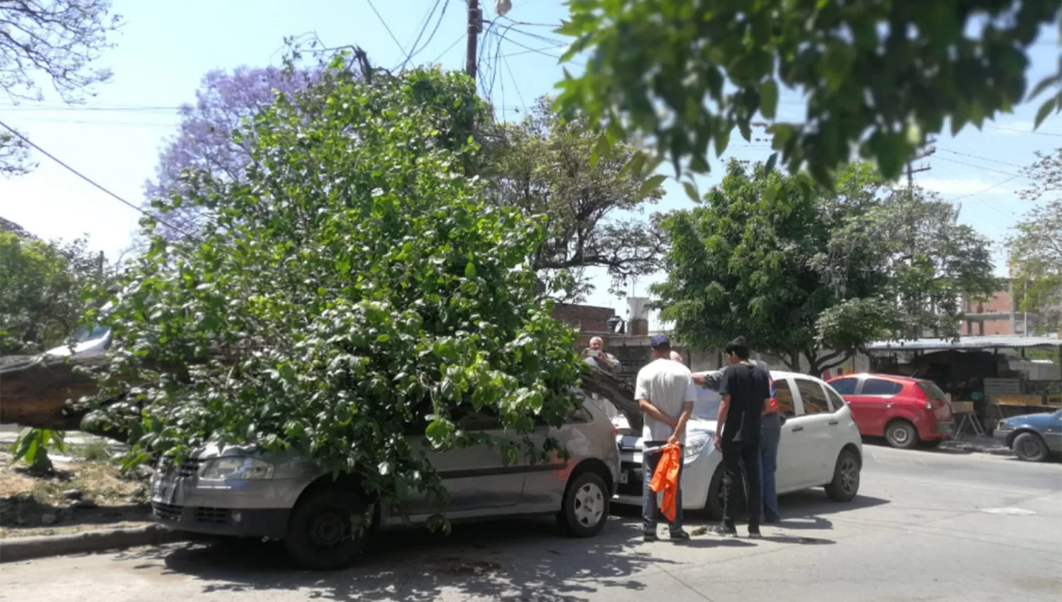 Un viejo árbol fue incendiado en su base y cayó sobre dos autos