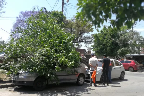 Un viejo árbol fue incendiado en su base y cayó sobre dos autos