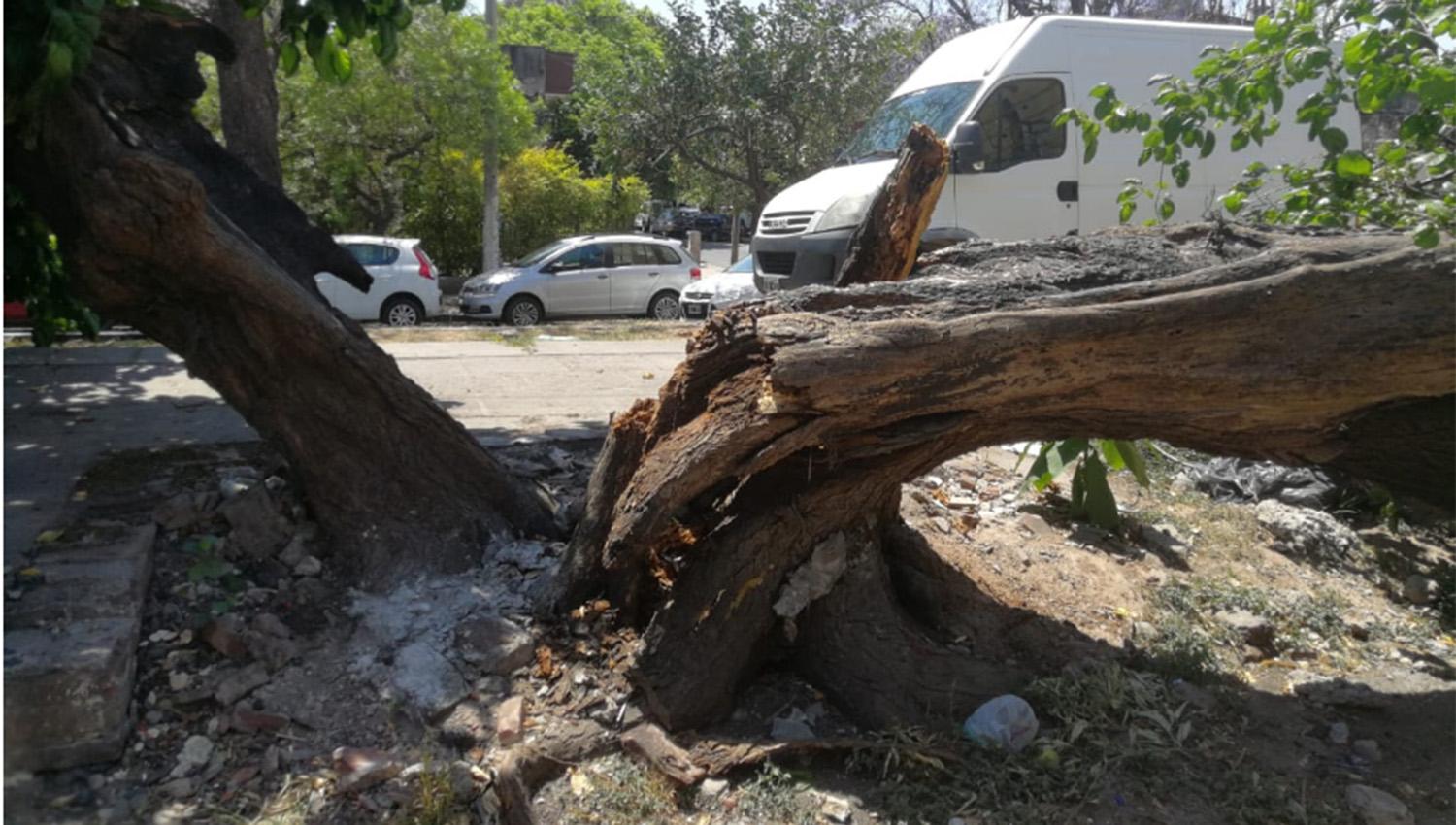 Un viejo árbol fue incendiado en su base y cayó sobre dos autos