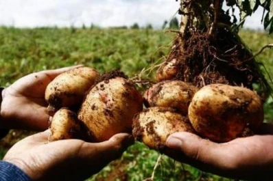 “Pagamos nuestros insumos en dólares y cobramos en pesos”