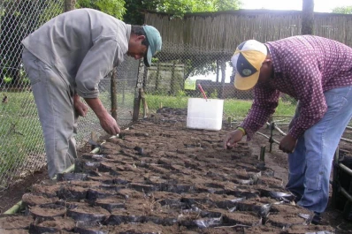 Jornada Forestal: Enriquecimiento de bosques nativos con fines productivos