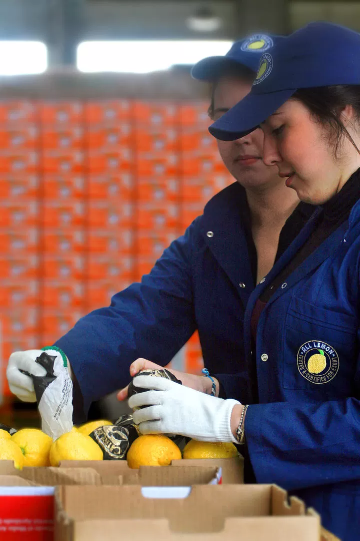 LA FRUTA. La comercialización  exige enviar calidad y excelencia. 