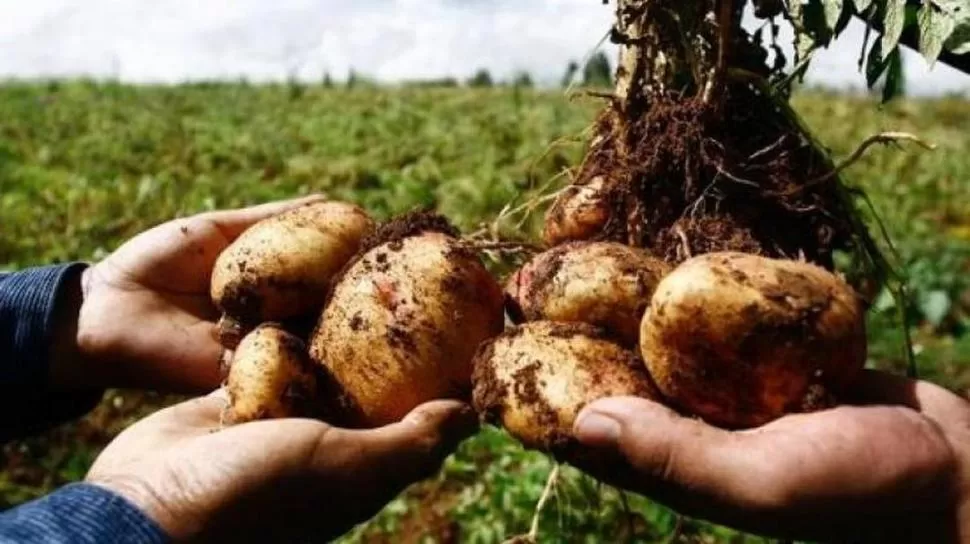 GARANTÍA. Hay productores que hacen su propia semilla de alta calidad. 