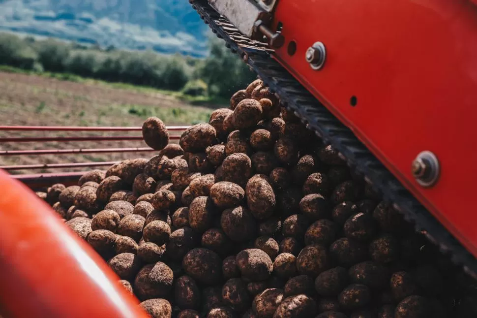 PROCESO. El trabajo comienza en el campo, produciendo buenas papas. 