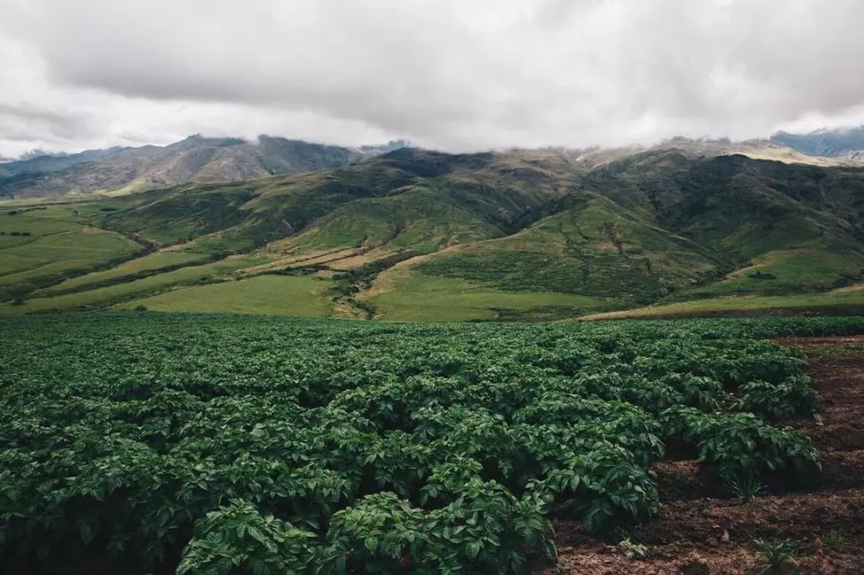 TAFÍ DEL VALLE. Es el lugar de excelencia para producir “papa semilla” en Tucumán y venderla en otras zonas. 