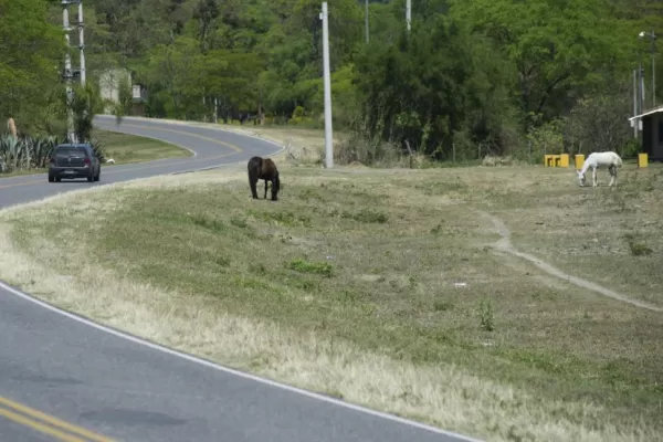 En Raco, los animales sueltos siguen en la ruta sin control