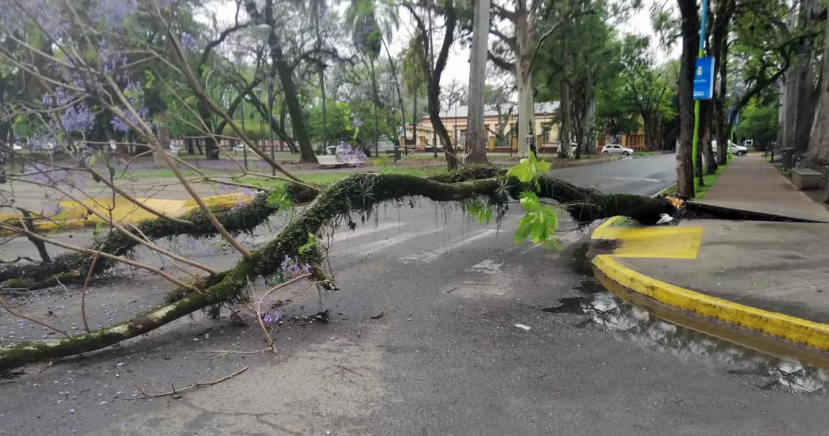 EL ÁRBOL CAÍDO. El tarco que casi aplasta a Alejandro y a Andrea, levantó parte de la caminería de ese sector del Parque Avellaneda.-