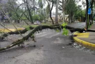 Les cayó un árbol encima y sobrevivieron para contarlo y denunciarlo