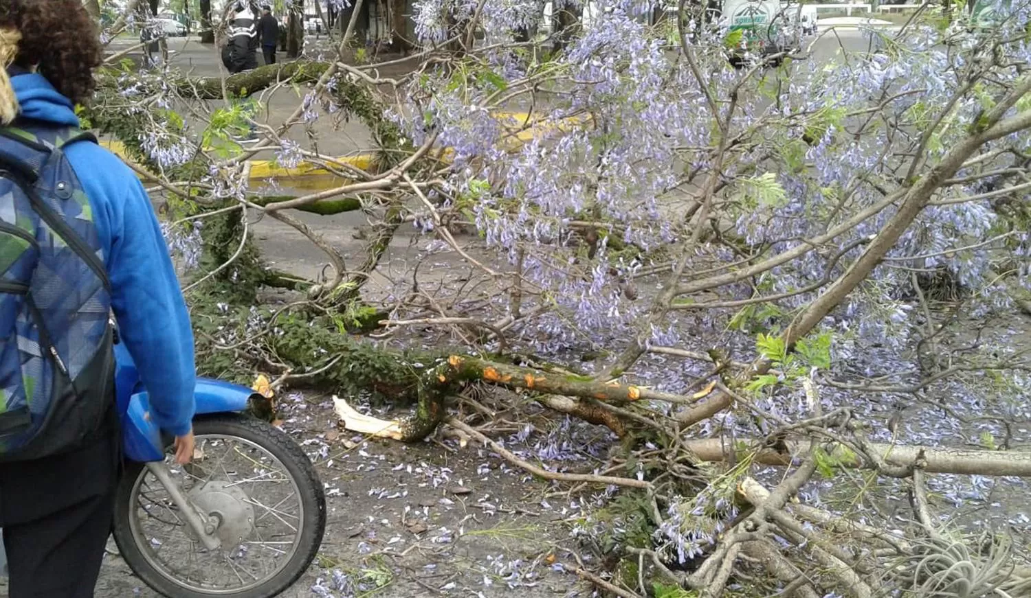 EL ÁRBOL QUE CAYÓ SOBRE LOS MOTOCICLISTAS