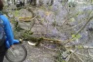 El árbol caído en el Parque Avellaneda: la atención en el Sanatorio fue inmediata
