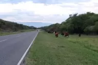 Siguen los animales sueltos en la ruta a El Siambón