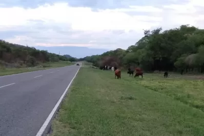 Siguen los animales sueltos en la ruta a El Siambón