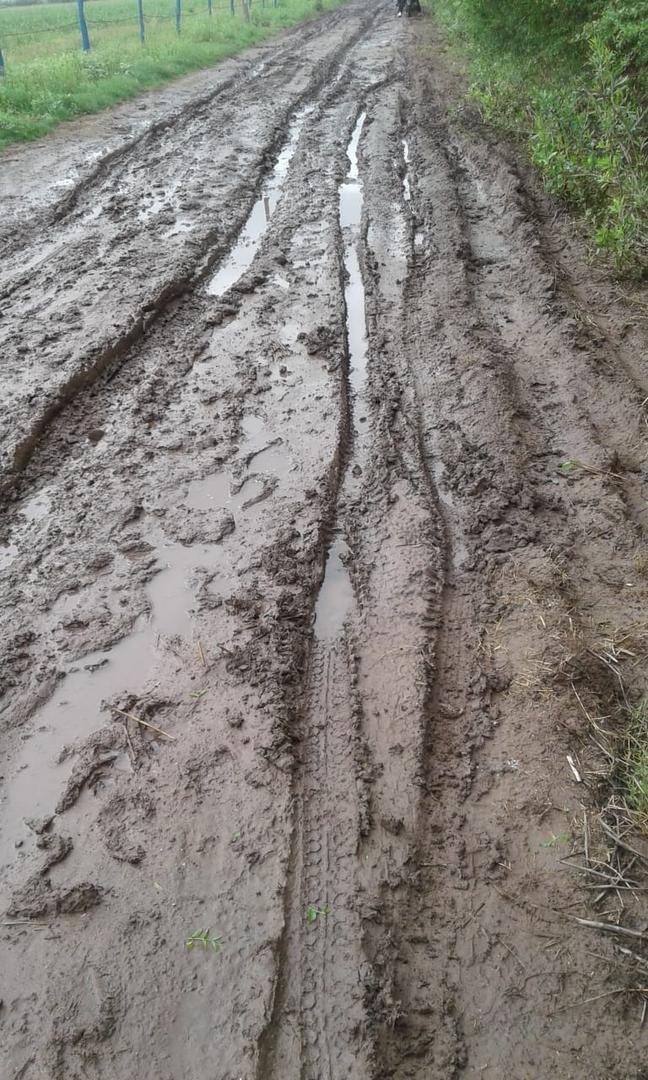 Siguen los animales sueltos en la ruta a El Siambón