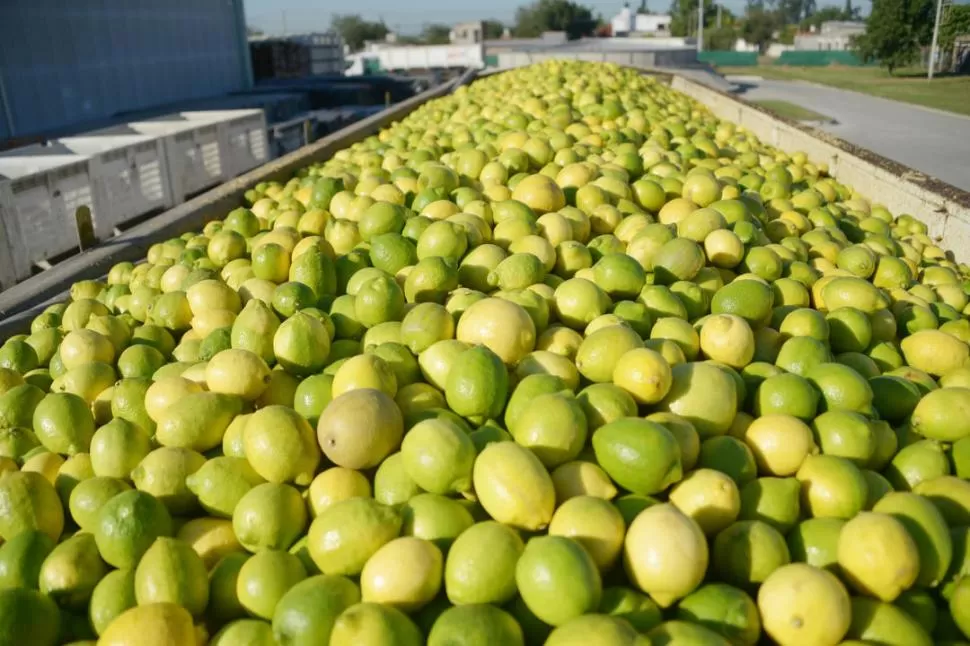 CON BUENA PERFORMANCE. La exportación de limón tuvo un crecimiento del 12% y del aceite de limón, un 24% entre enero y septiembre.  