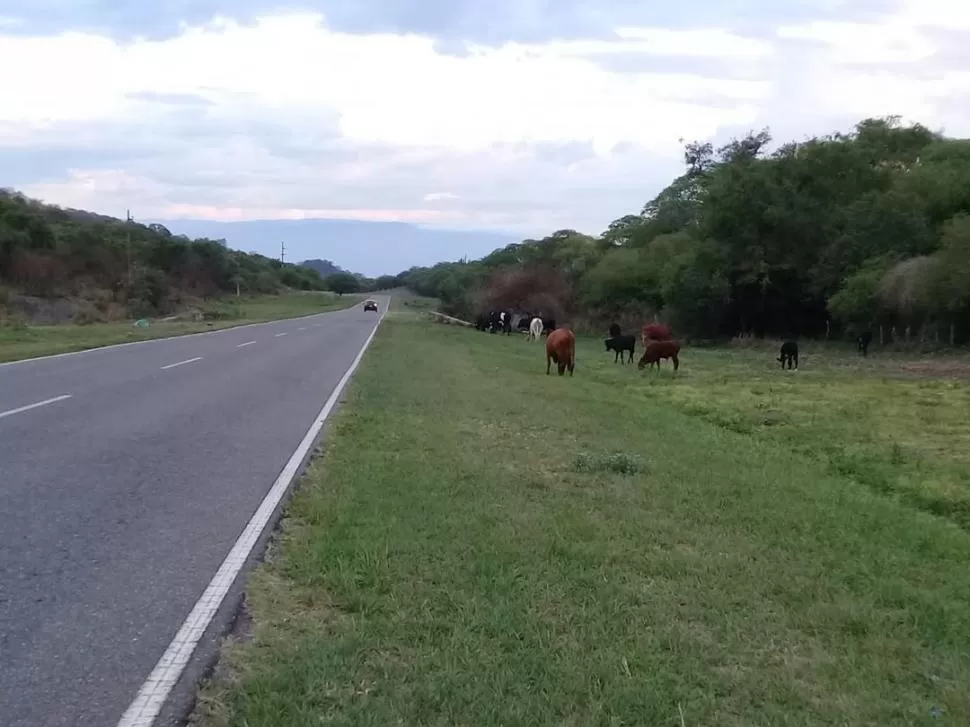 Siguen los animales sueltos en la ruta a El Siambón