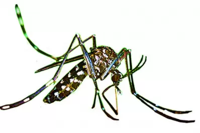 Cuatro enfermedades de los meses cálidos