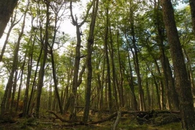 El Estado debería afianzar sus políticas forestales
