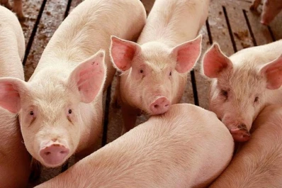 Hay razones que justifican el consumo de carne porcina nacional